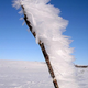 Illustration for article titled Wind and water can build up ice feathers